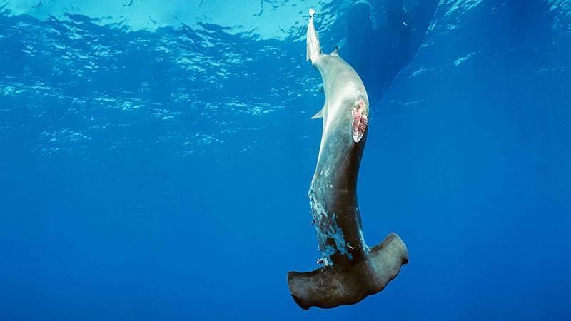Estados Unidos prohibe el aleteo o Finning de tiburones.
